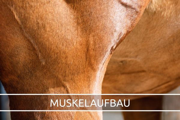 https://www.horsesbestshop.de/i/wissenswertes-zum-muskelaufbau-fuers-pferd